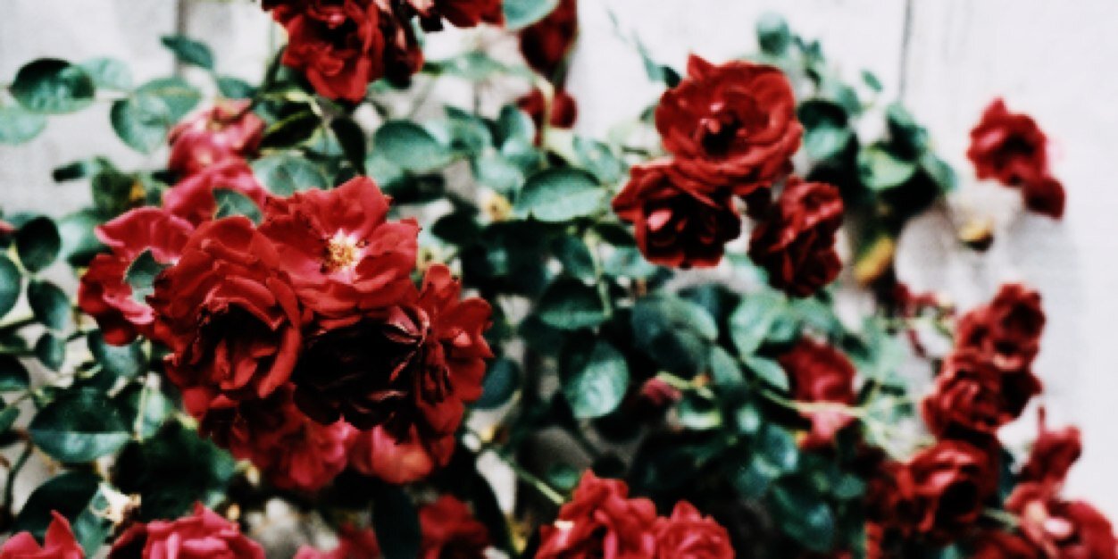 FadedVioletPN's profile banner image