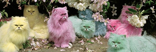 lynnhait's profile banner image