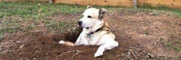 SejongSsb Profile Banner