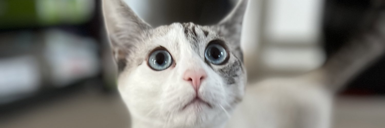 mostlyjstcatpix's profile banner image