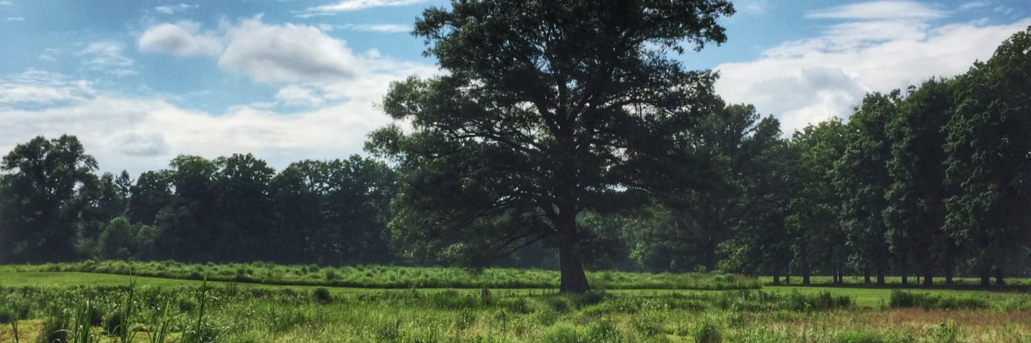 Steve 🌳 banner