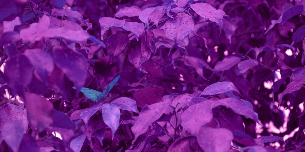 AmberFayAFLM's profile banner image