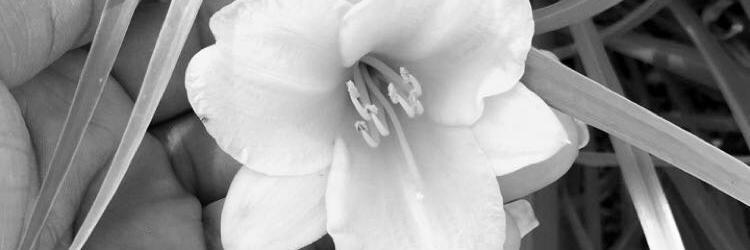 Joy_RunsYoTL's profile banner image