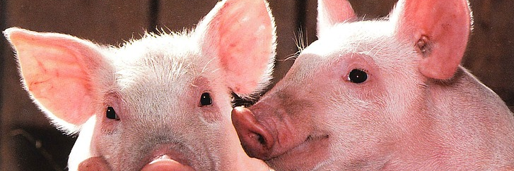 HealthyLivestock banner