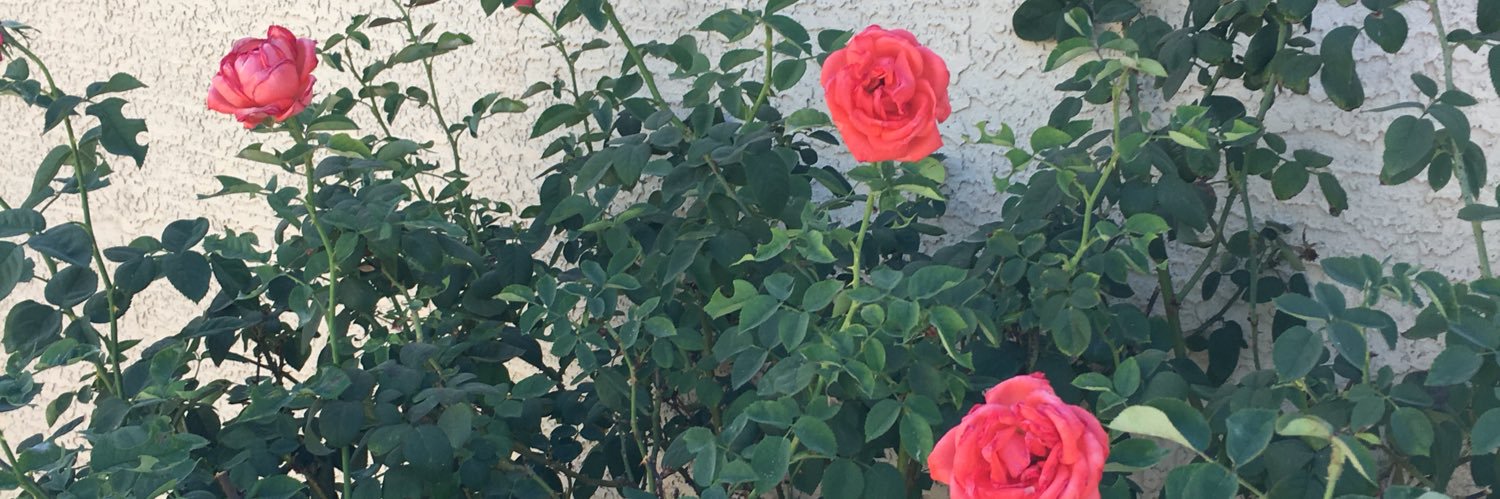 imnibbs's profile banner image