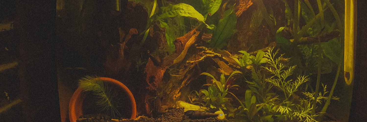 Nodogsinprk's profile banner image