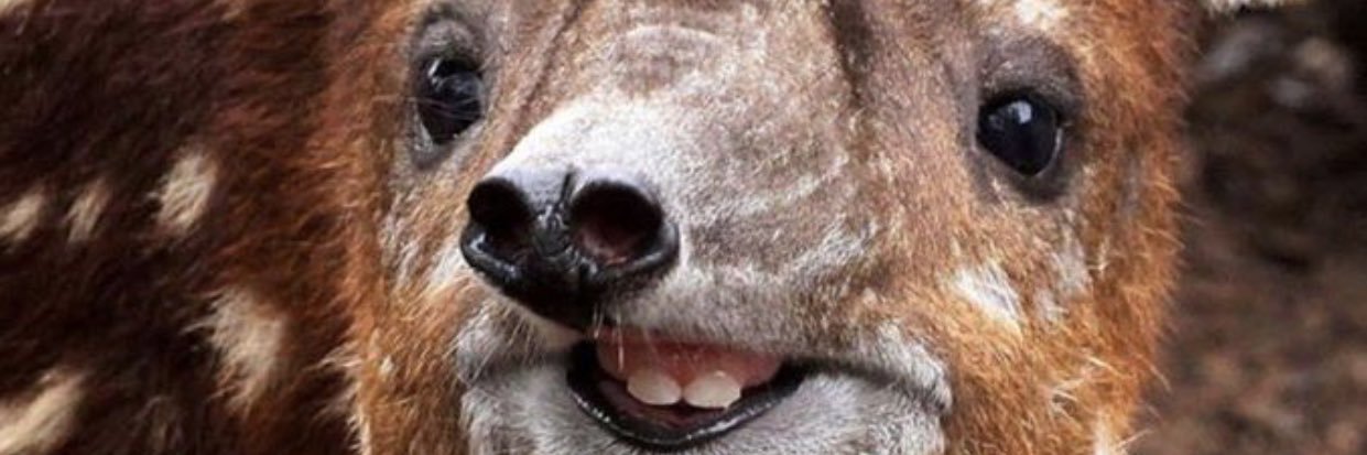 cteppo's profile banner image