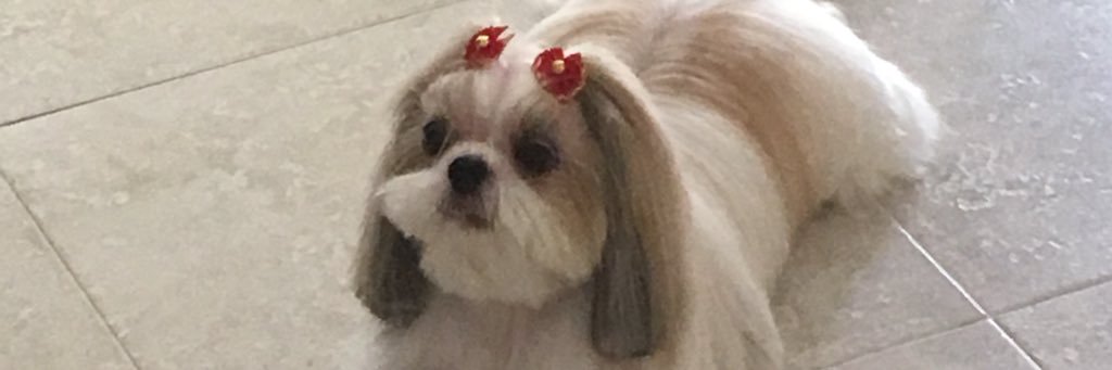 JrMantoani's profile banner image
