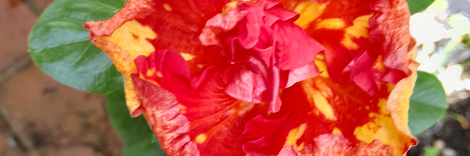 sheilak55's profile banner image
