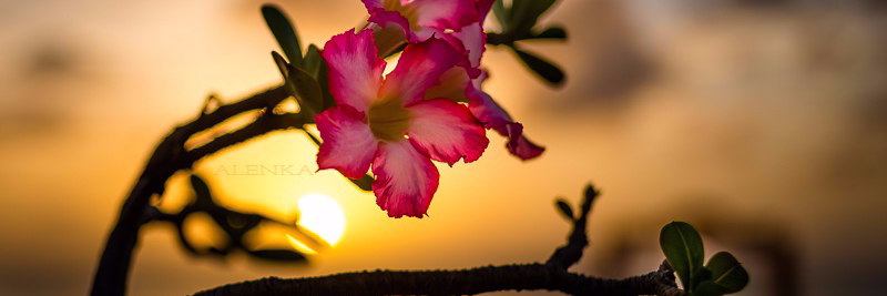 AlenkaPhoto's profile banner image