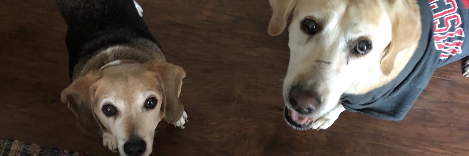 HenryTBeagle's profile banner image