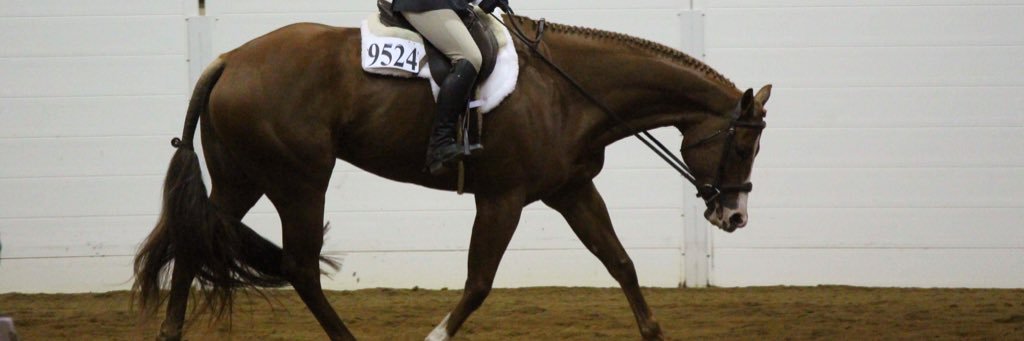 equestrianbliss's profile banner image