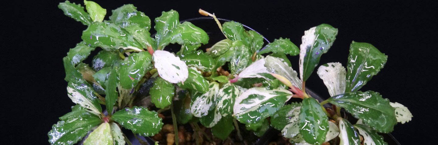 tomo.tomo.13（渓流サトイモ専用） banner