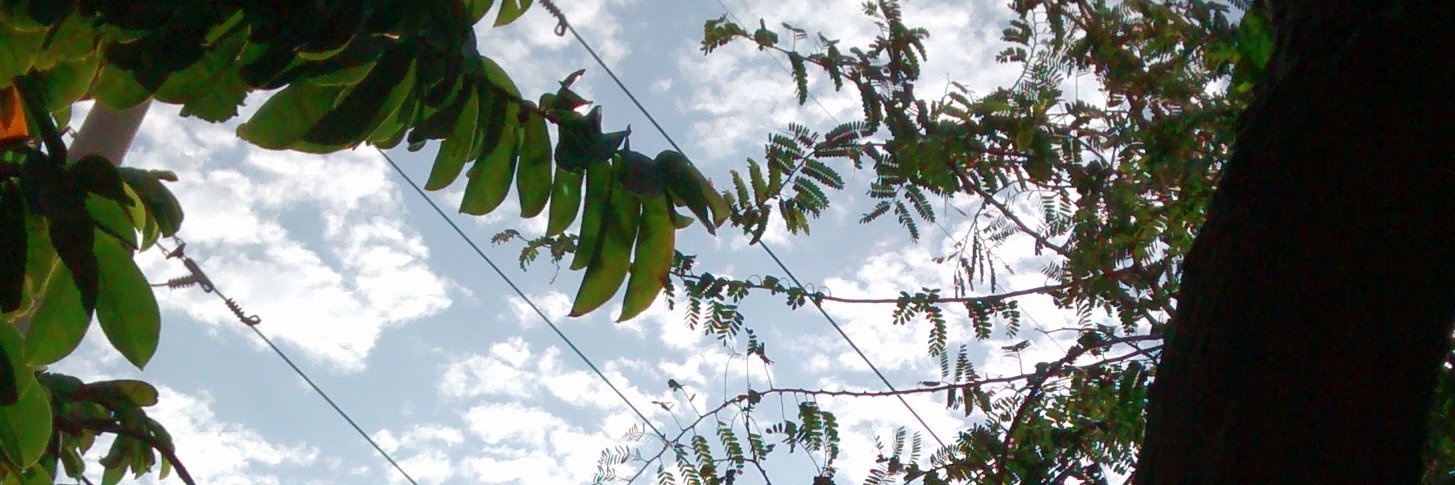 davidyanesc's profile banner image