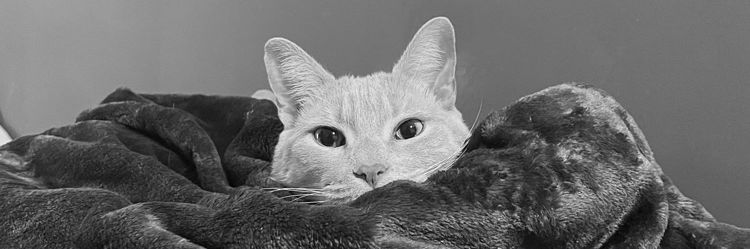 CamiDiNillo's profile banner image