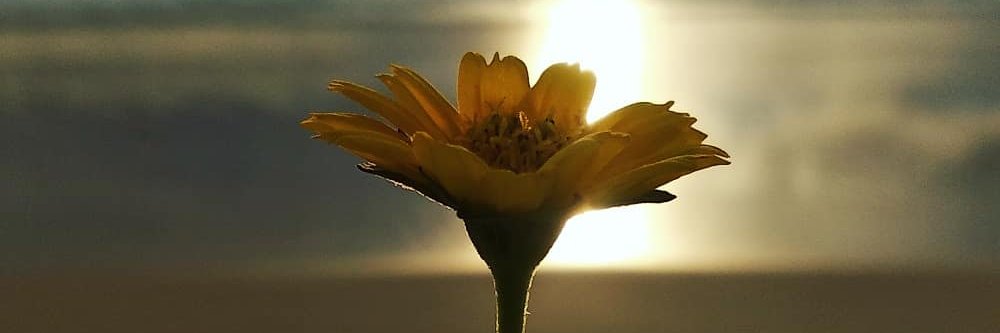 shymz7's profile banner image
