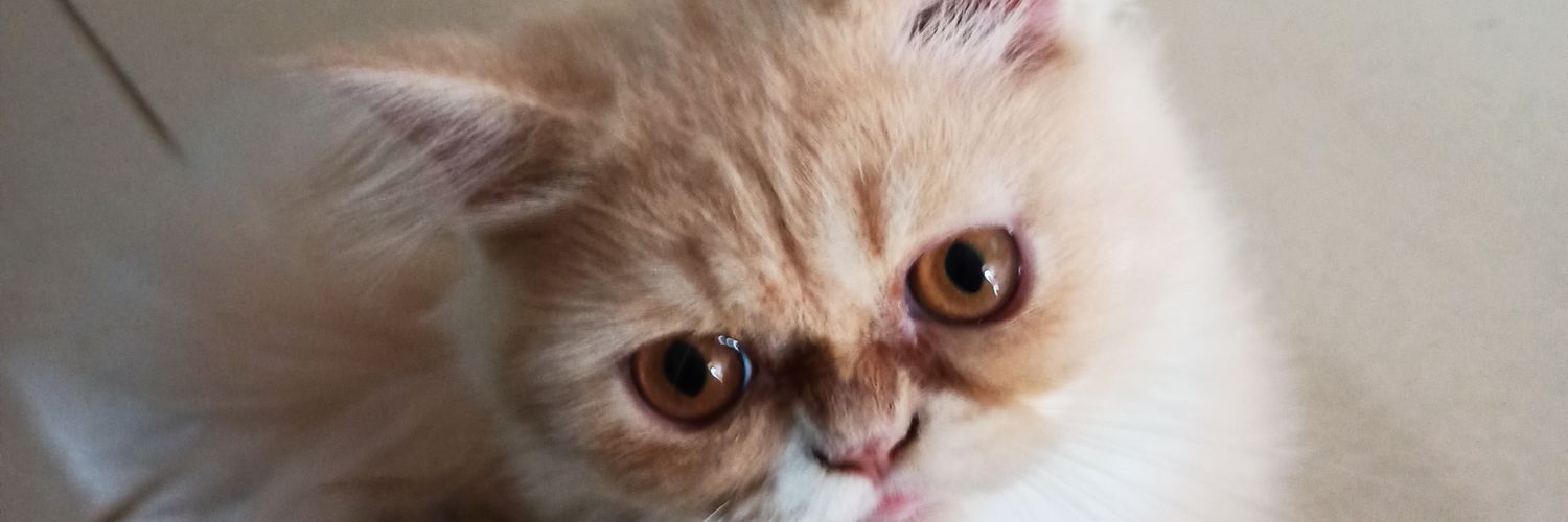 adrnvld's profile banner image