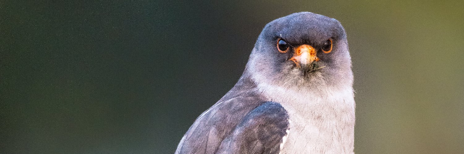 🇮🇳 Honne Gowda A banner