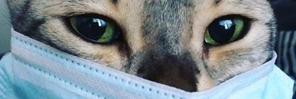 pupperdad2's profile banner image