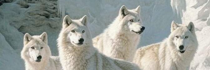 Wolves𝕏FB 🐺FAN Account's banner