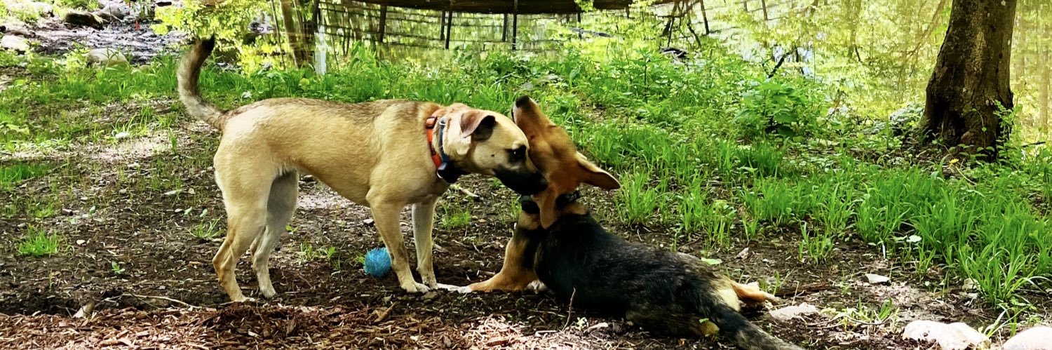 Isabela Livino (updates only) banner