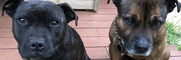StaffyPatrol Profile Banner