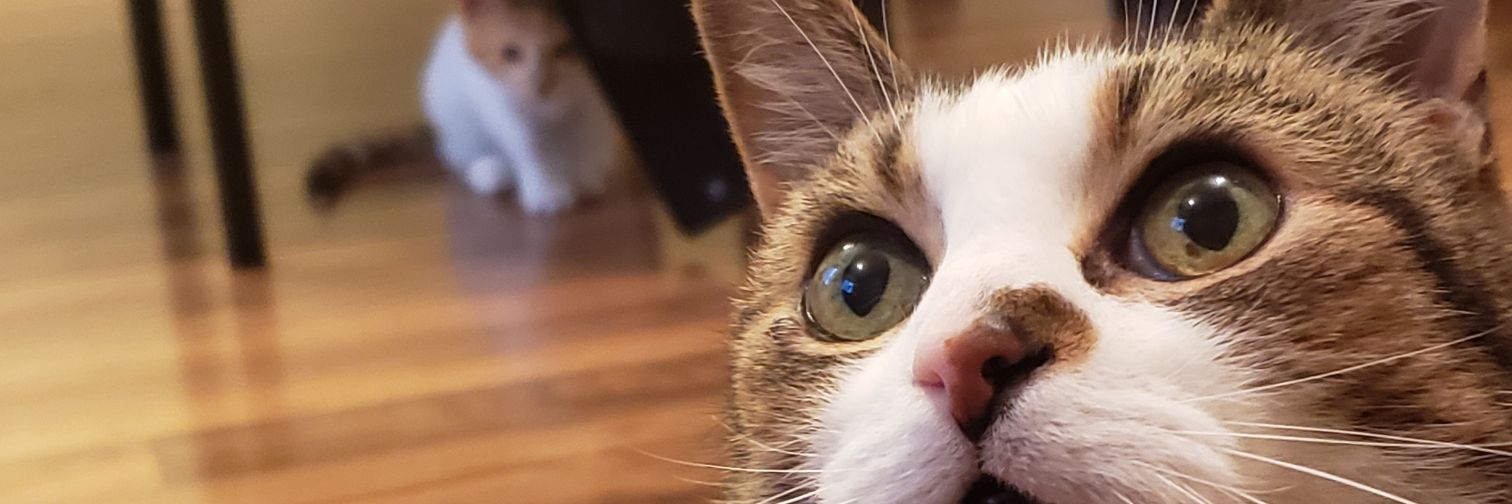 MyLifeForSudoku's profile banner image