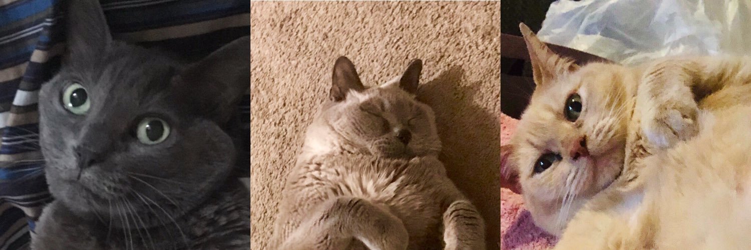 Bbella and MOLLY Burd! 🇵🇸 banner