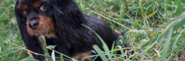 amanda_rebec Profile Banner