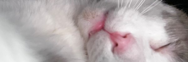 beansboye Profile Banner