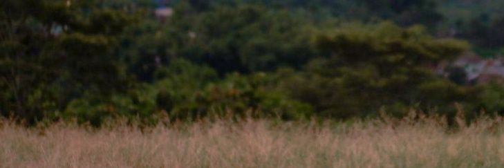 shfrdh's profile banner image
