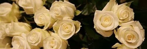 LauraMariaQ's profile banner image