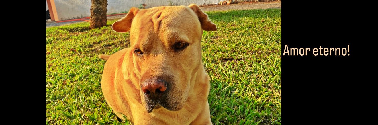 Karolina D Vieira banner