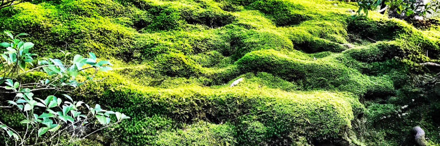 I’m Alan & Im hairy banner