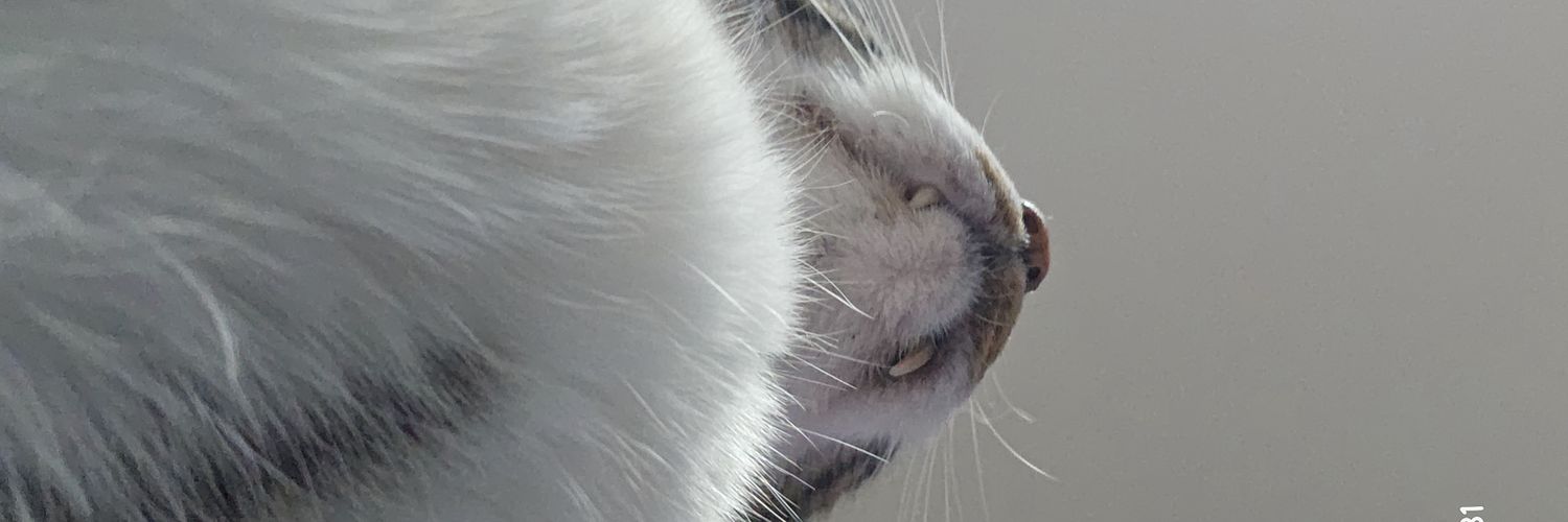 집사와 고양이 banner