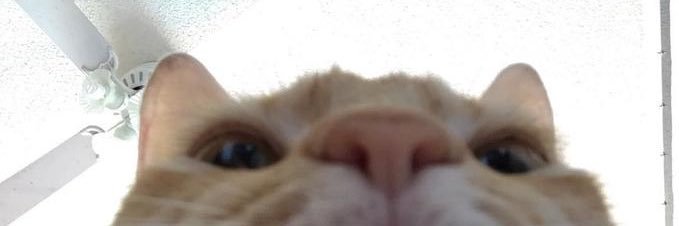 Sad_Catto🔞's banner