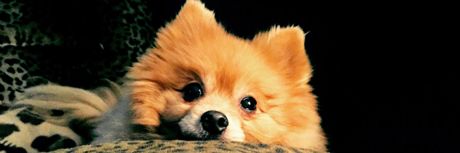 QueenBunnybean (Bluesky @queenbunnybean) banner