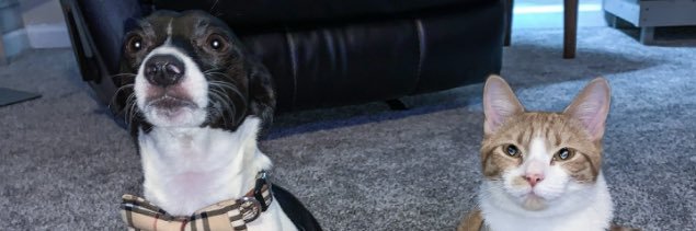 JenniSwisha's profile banner image