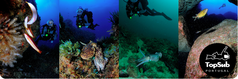 TopSub Diving School banner