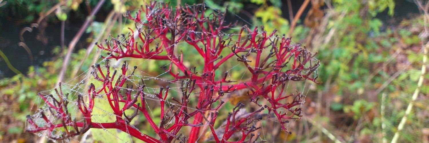 Shinnosuke Nohara banner