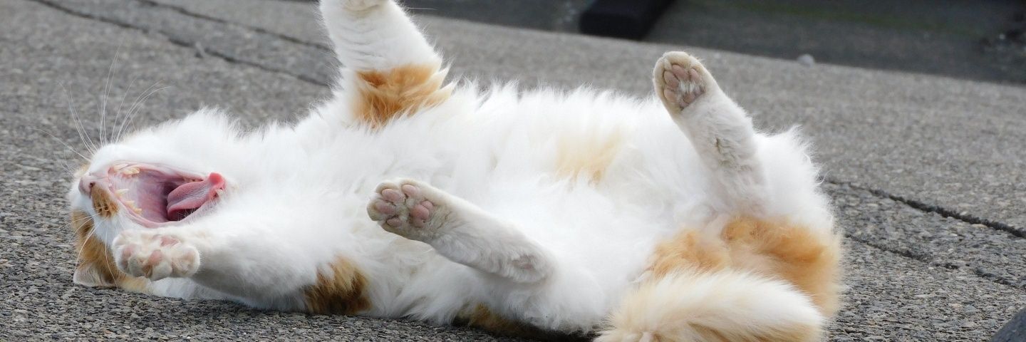 Is 大島のYamaさん@ガッキー🐈️の中の人 banner