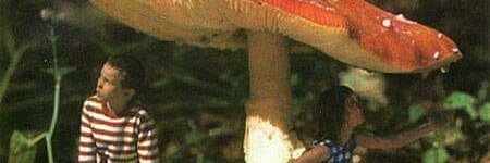 catiço banner