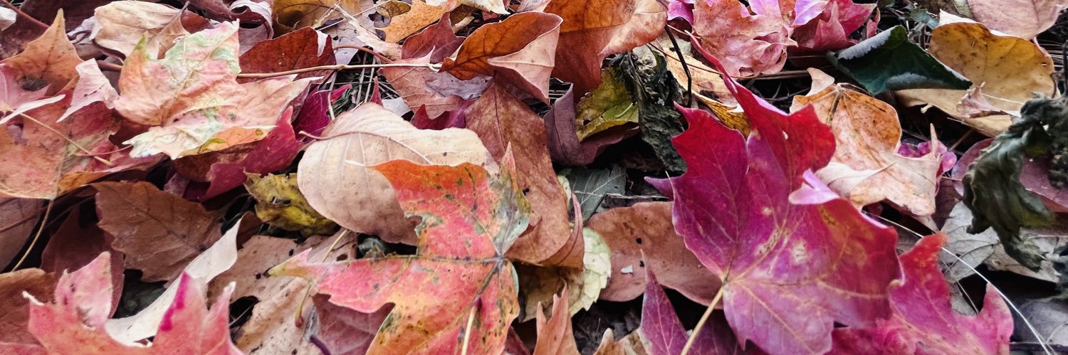 PhyllisMBell's profile banner image