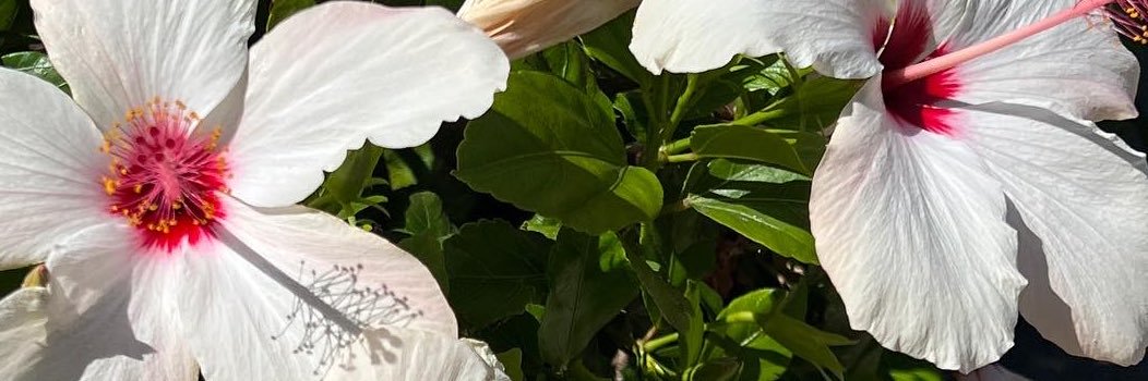 sa banner