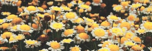 Sydneyredd's profile banner image