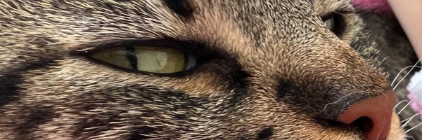 lisagifford Profile Banner