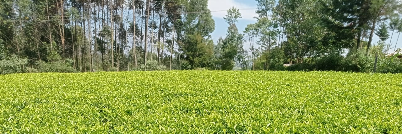 Matelong araap 🇰🇪🇨🇳🇩🇪 banner