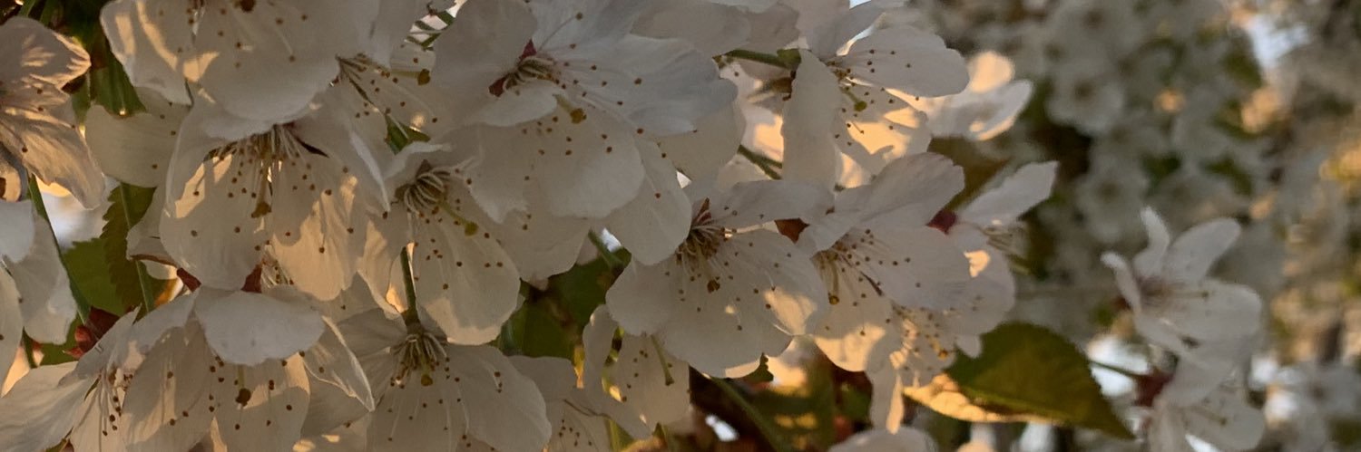 shoobilled's profile banner image