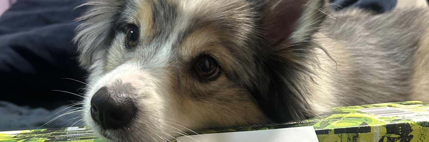 ごんぬッ🐶🐾 banner