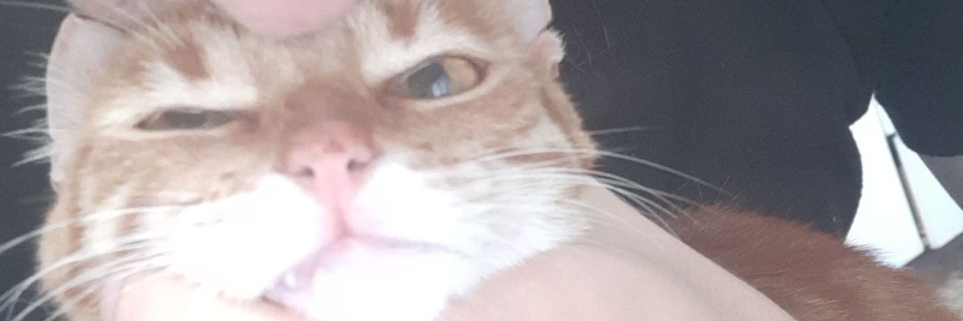 tomasbellezza's profile banner image